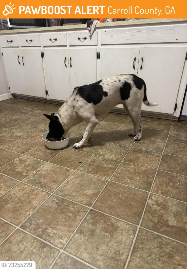 Found/Stray Female Dog last seen Hwy 16 & Cypress Circle, Carroll County, GA 30116