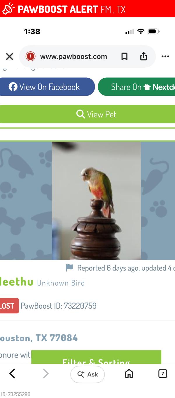 Lost Male Bird last seen FM529 and Highway 6 North, FM 529, TX 77423