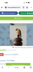 Lost Male Bird last seen FM529 and Highway 6 North, FM 529, TX 77423