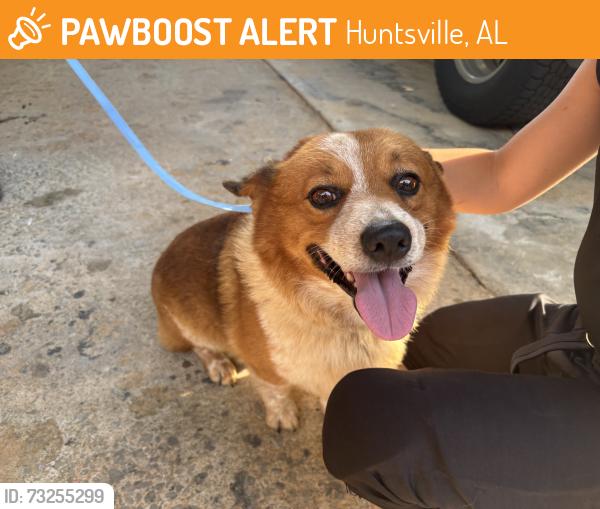 Found/Stray Male Dog last seen Riverton Road and A Smith Road, Huntsville, AL 35811
