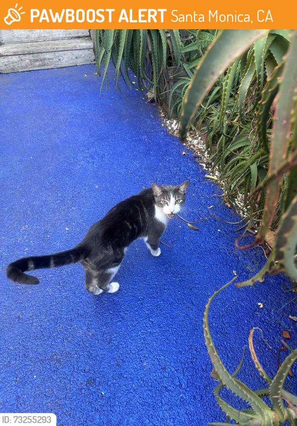 Found/Stray Male Cat last seen He seems to be staying in the backyard. My neighbor says he’s been here for several days., Santa Monica, CA 90405