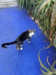 Found/Stray Male Cat last seen He seems to be staying in the backyard. My neighbor says he’s been here for several days., Santa Monica, CA 90405