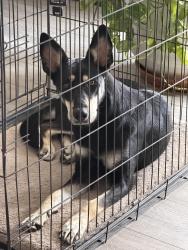 Found/Stray Female Dog last seen Near ave & lower Buckeye, Phoenix, AZ 85043