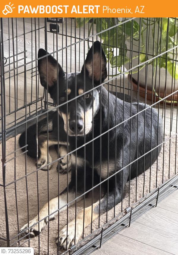 Found/Stray Female Dog last seen Near ave & lower Buckeye, Phoenix, AZ 85043