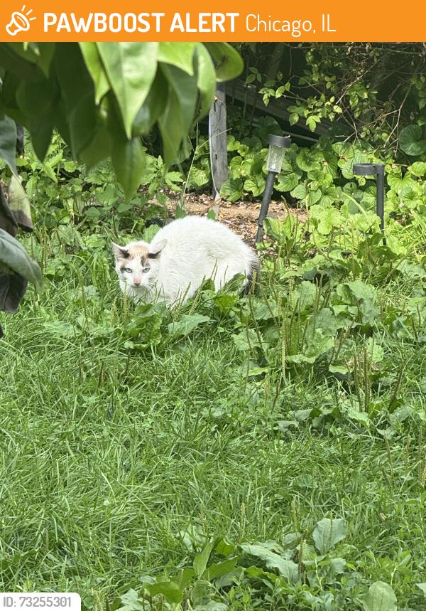 Found/Stray Unknown Cat last seen North Ave and Kimball, Chicago, IL 60647