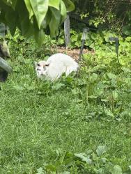 Found/Stray Unknown Cat last seen North Ave and Kimball, Chicago, IL 60647