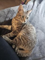 Found/Stray Male Cat last seen Statz st, e deer springs way, North Las Vegas, NV 89086
