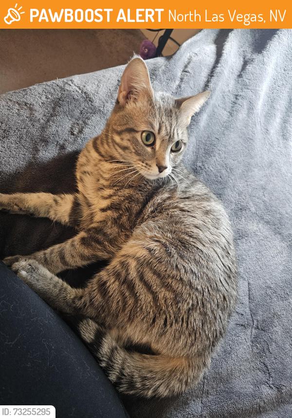 Found/Stray Male Cat last seen Statz st, e deer springs way, North Las Vegas, NV 89086
