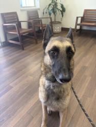 Found/Stray Male Dog last seen Trinity valley school, Fort Worth, TX 76132