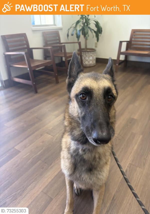 Found/Stray Male Dog last seen Trinity valley school, Fort Worth, TX 76132