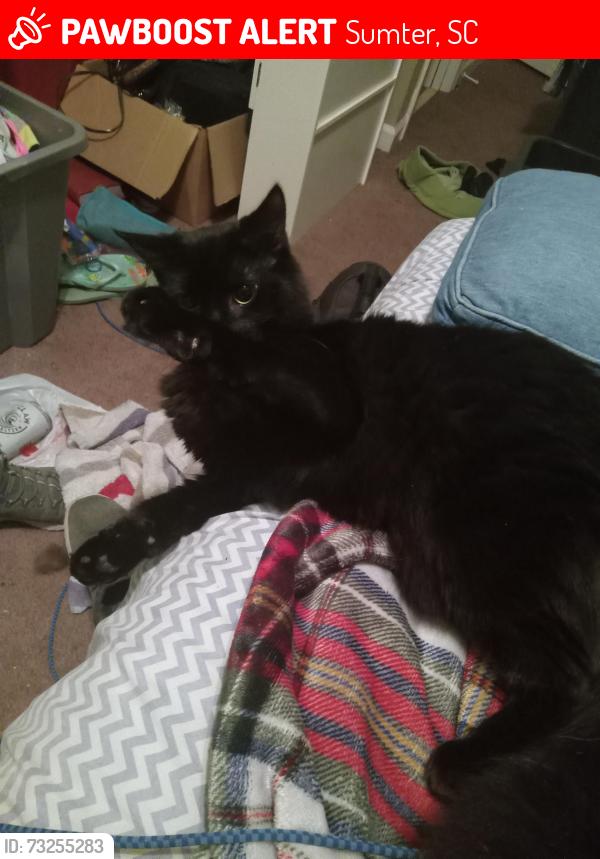 Lost Female Cat last seen Westfield ct, Sumter, SC 29154