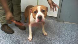 Shelter Stray Male Dog last seen CHARLOTTE, 8315 Byrum Dr, Charlotte, NC 28217, USA