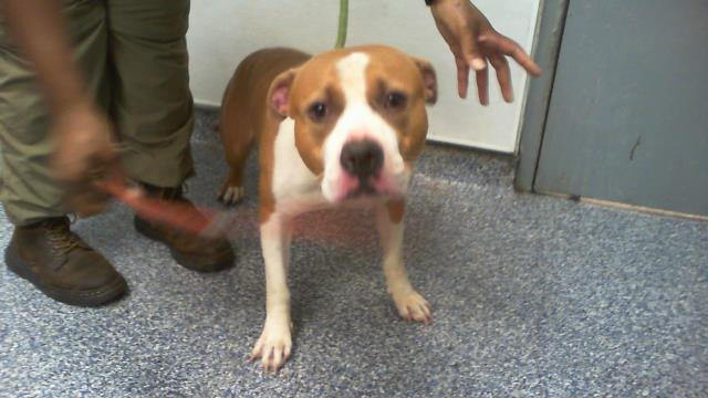 Shelter Stray Male Dog last seen CHARLOTTE, 8315 Byrum Dr, Charlotte, NC 28217, USA
