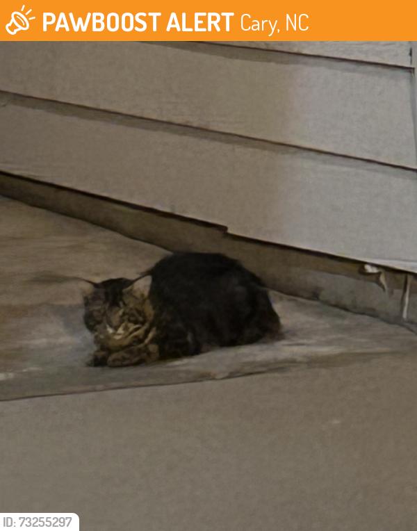 Found/Stray Unknown Cat last seen Near dumpster, behind apmt, in the woods, and hiding under cars in the parking lot., Cary, NC 27519