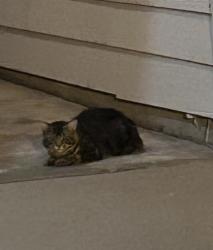 Found/Stray Unknown Cat last seen Near dumpster, behind apmt, in the woods, and hiding under cars in the parking lot., Cary, NC 27519