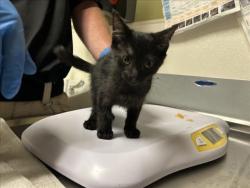 Shelter Stray Female Cat last seen STAGG RD, HILLSBOROUGH, NC, 1601 Eubanks Rd, Chapel Hill, NC 27516, USA