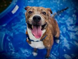 Shelter Stray Female Dog last seen , 2769 Conroy Rd, Orlando, FL 32839, USA