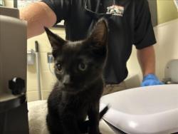 Shelter Stray Male Cat last seen STAGG RD, HILLSBOROUGH, NC, 1601 Eubanks Rd, Chapel Hill, NC 27516, USA