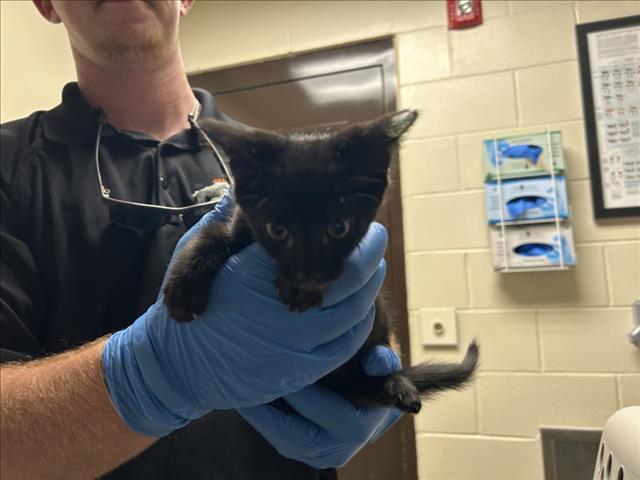 Shelter Stray Male Cat last seen STAGG RD, HILLSBOROUGH, NC, 1601 Eubanks Rd, Chapel Hill, NC 27516, USA