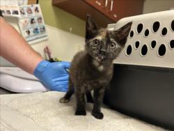 Shelter Stray Female Cat last seen STAGG RD, HILLSBOROUGH, NC, 1601 Eubanks Rd, Chapel Hill, NC 27516, USA