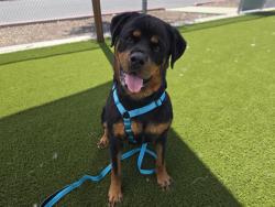 Shelter Stray Female Dog last seen TAYLOR, 11232 B Ave, Auburn, CA 95603, USA
