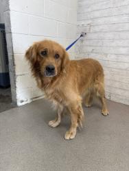 Shelter Stray Male Dog last seen Near BLOCK UNIVERSITY, 333 Chandler Pl, San Bernardino, CA 92408, USA