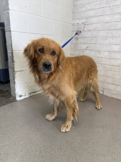 Shelter Stray Male Dog last seen Near BLOCK UNIVERSITY, 333 Chandler Pl, San Bernardino, CA 92408, USA