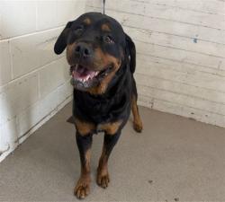 Shelter Stray Female Dog last seen WATERMAN AND BASELINE, 333 Chandler Pl, San Bernardino, CA 92408, USA