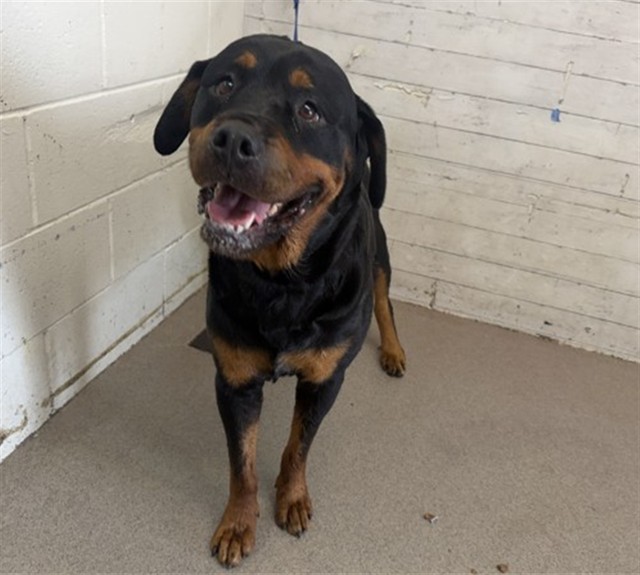 Shelter Stray Female Dog last seen WATERMAN AND BASELINE, 333 Chandler Pl, San Bernardino, CA 92408, USA