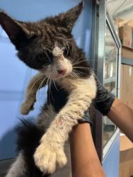 Shelter Stray Male Cat last seen WALNUT ST X RANCHO AVE, 333 Chandler Pl, San Bernardino, CA 92408, USA