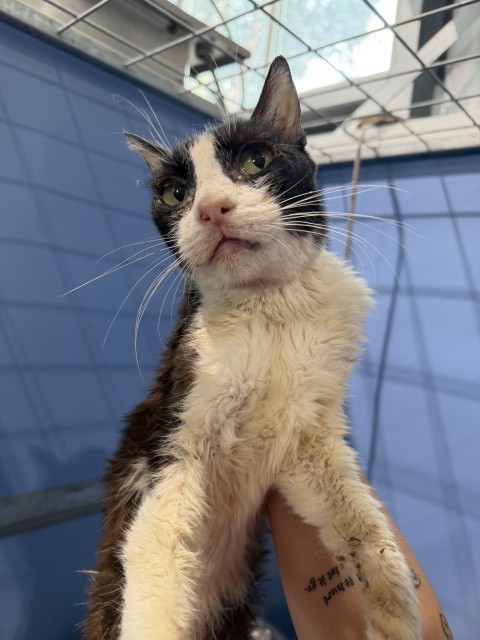 Shelter Stray Female Cat last seen , 333 Chandler Pl, San Bernardino, CA 92408, USA