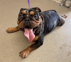 Shelter Stray Male Dog last seen CHERRY AND WALNUT, 333 Chandler Pl, San Bernardino, CA 92408, USA