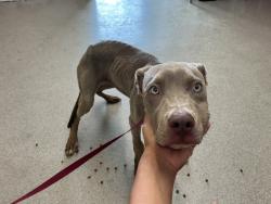 Shelter Stray Male Dog last seen MOUNTAIN VIEW AND WABASH, 333 Chandler Pl, San Bernardino, CA 92408, USA