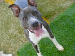 Shelter Stray Female Dog last seen Near BLOCK SPRINGHILL RD, TALLAHASSEE FL 32305, 1125 Easterwood Dr, Tallahassee, FL 32311, USA