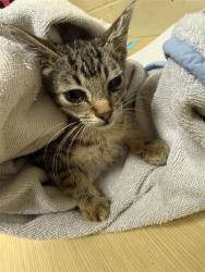 Shelter Stray Male Cat last seen FRONT ST & U STREET, 2127 Front St, Sacramento, CA 95818, USA