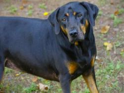 Shelter Stray Female Dog last seen Near BLOCK CAPITAL CIR SE, TALLAHASSEE FL 32305, 1125 Easterwood Dr, Tallahassee, FL 32311, USA