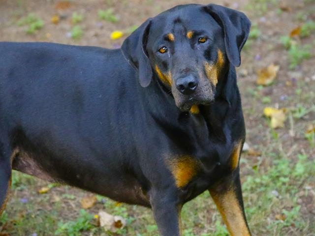 Shelter Stray Female Dog last seen Near BLOCK CAPITAL CIR SE, TALLAHASSEE FL 32305, 1125 Easterwood Dr, Tallahassee, FL 32311, USA