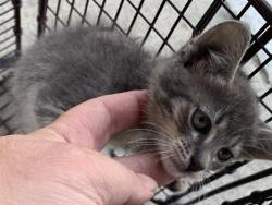 Shelter Stray Male Cat last seen FLORIN RD & 25TH ST, 2127 Front St, Sacramento, CA 95818, USA