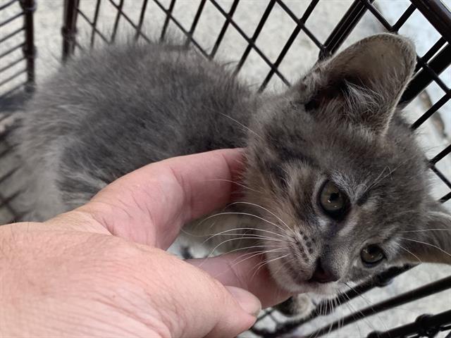Shelter Stray Male Cat last seen FLORIN RD & 25TH ST, 2127 Front St, Sacramento, CA 95818, USA