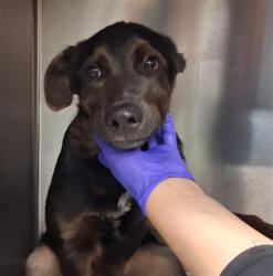 Shelter Stray Male Dog last seen SMITH'S FOOD AND DRUG STORES 2110 S PACHECO ST SANTA FE NM 87505, 100 Caja Del Rio Rd, Santa Fe, NM 87507, USA