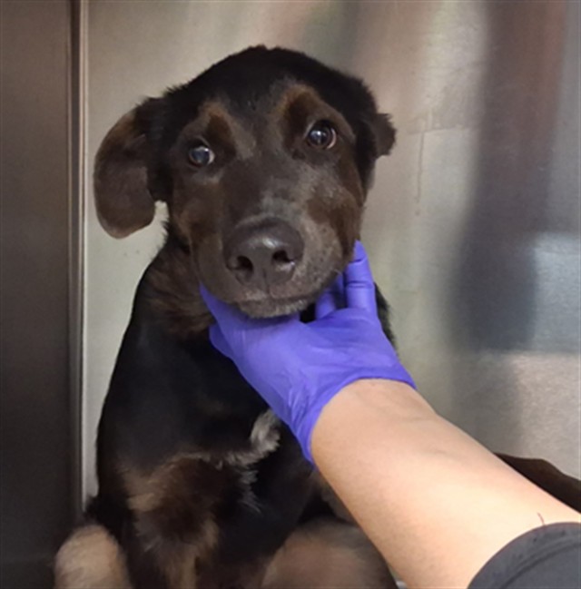 Shelter Stray Male Dog last seen SMITH'S FOOD AND DRUG STORES 2110 S PACHECO ST SANTA FE NM 87505, 100 Caja Del Rio Rd, Santa Fe, NM 87507, USA