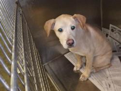 Shelter Stray Male Dog last seen , 1850 W 60th St, Los Angeles, CA 90047, USA