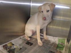 Shelter Stray Female Dog last seen , 1850 W 60th St, Los Angeles, CA 90047, USA