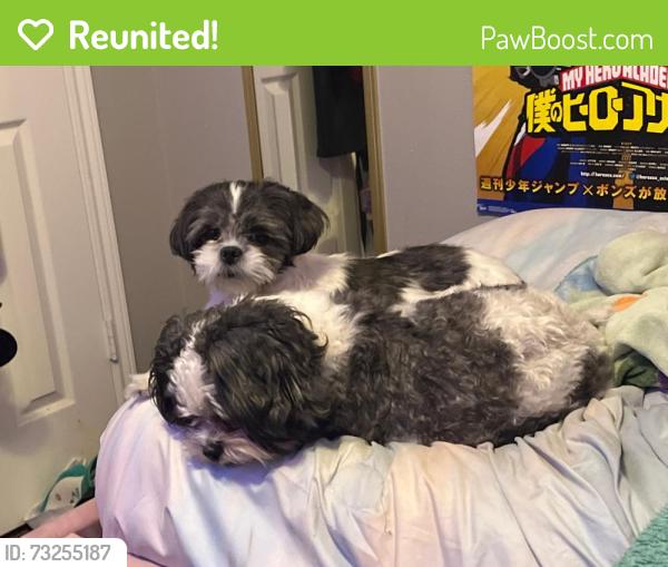 Reunited Female Dog last seen Royal Isle Dr, Northpointe East, TX 77375, USA, Northpointe East, TX 77375