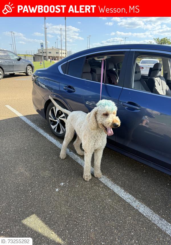 Lost Male Dog last seen Mound Rd, Bahalia Rd and Mulberry Ln. (Little Bahala Baptist Church), Wesson, MS 39191