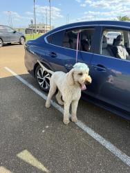 Lost Male Dog last seen Mound Rd, Bahalia Rd and Mulberry Ln. (Little Bahala Baptist Church), Wesson, MS 39191