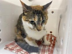 Shelter Stray Female Cat last seen , 3839 W Burnham St, West Milwaukee, WI 53215, USA