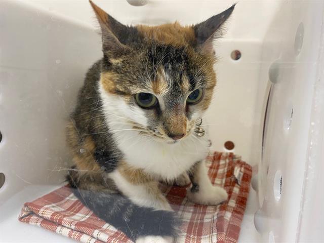Shelter Stray Female Cat last seen , 3839 W Burnham St, West Milwaukee, WI 53215, USA