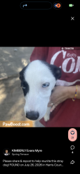 Lost Female Dog last seen Wild moss st, Tomball, TX 77375