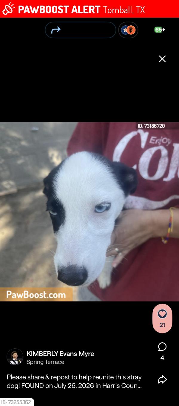 Lost Female Dog last seen Wild moss st, Tomball, TX 77375